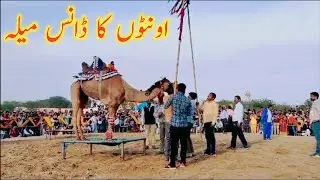Camel Dance Festival || Talha Chand  || اونٹوں کا ڈانس میلہ