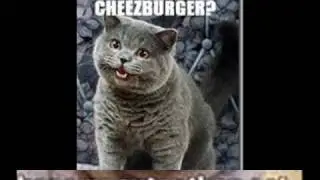 I can haz cheeseburger