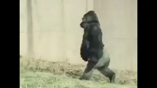 Louis the Gorilla News Report