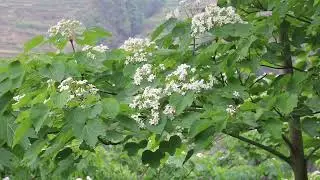 Picking Fresh Wild Vegetables - Improving Simple But Natural Family Meals
