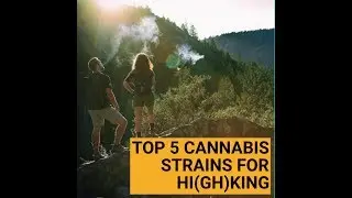 Top 5 Cannabis Strains for Hi(gh)king