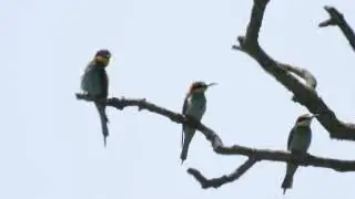 Rare : Beeeaters / zeldzaam:Bijeneters
