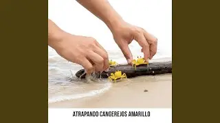 Concrete Carnival