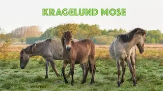 Kragelund en lysåben mose - maj stemning