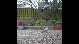 Always a delight to see a collared dove in the garden