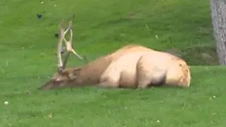 Sleepy Elk - Yellowstone National Park