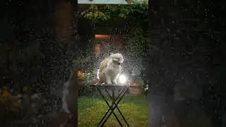 WAP Explosion 💦 #furryfritz #catographer #cat #rain #rainyday #cats #slowmotion #cutecats