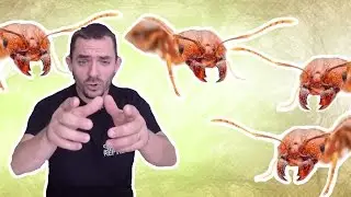 Elles mangent n'importe quoi , les soldats débarquent !
