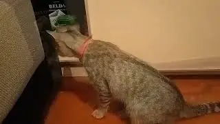 Blind cat fights with invisible!!!