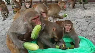 Loving Caring and feeding cucumber to the monkeys families
