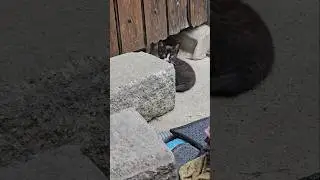 Laundry Cat Family #cat #stray cat #cat #shorts