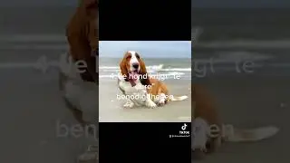 Top 10 kenmerken waaraan je herkent dat je hond verwend is..