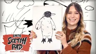 How To Draw A Penguin In Just 3 Minutes! | Earth Sketch Pad | BBC Earth Kids