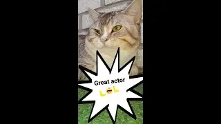 Cat lifting weights 💪😲  great actor 😂 #funnycat #cats #shorts #trending