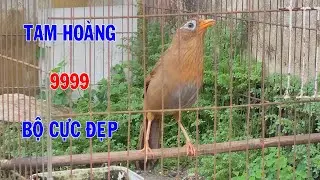 Hm 3531 - Họa mi tam ho&agrave;ng 9999 b&oacute;ng bộ đẹp giọng hay ( gi&aacute; 4tr ) | Hoạt Họa Mi
