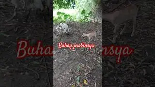 nagaway-away na #buhayprobinsya #countryside #farmlife #homestead #slowliving #shorts