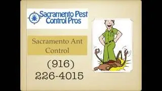 Sacramento's Ant Control Service - Sacramento Pest Control Pros