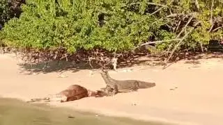 KOMODO DRAGONS ATTACK AND EAT A ALIVE DEER &ndash; DKOMODO CHANNEL (Part 2)