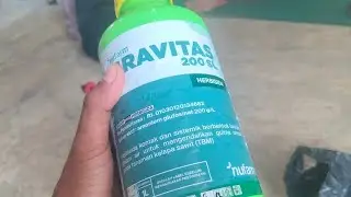 🔴Cara atasi Lulangan Pada Tanaman Jagung🌽 #jagung #gulma #lulangan