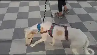CA Sisuca, paseo por ciudad.