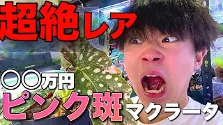 1株○○万円！？珍しすぎるピンク斑入りの植物「ベゴニア マクラータ」の斑入りを買っちゃいました…【花宇宙ドリームガーデン】