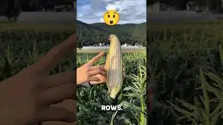 Mind-Blowing Corn Fact You Never Knew! #corn #funfacts #shorts