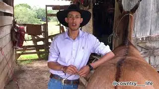AMARRANDO O RABO NÓ ABACAXI