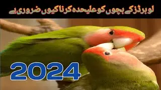 love birds chicks||how to separate Love Birds chicks