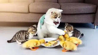 Sna Der Cooks Fried Eggs for Kittens and Ducklings &ndash; Cutest Breakfast Ever! 🍳🐱🐥