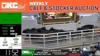 5,000+ Calves & Stockers Selling LIVE | OKC West Livestock Market | El Reno, OK