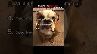 Ranking The Best Dogs Understanding English Moments #dog #funny #dogs #memes  #shortsviral #ranked