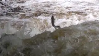 Atlantic Salmon leaping, Dartmoor, Devon UK 21 October 2021