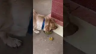 Beautiful Labrador dog eats chicken bones 🦴 #littlejohn #shorts