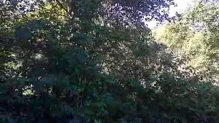 Cicadas in Swamp