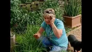 Сделай сам: украшение из винных бутылок для вашего сада