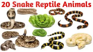 Snake Names for Kids | Cobra, Python, Viper