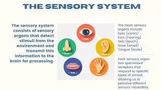 What Is Sensation in Psychology? | The Five Senses & Beyond Explained