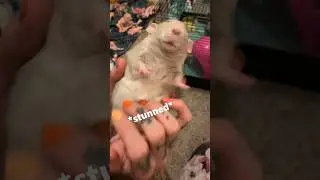 Очаровательная крыса сходит с ума от щекотки живота. #крыса #petrat #мило