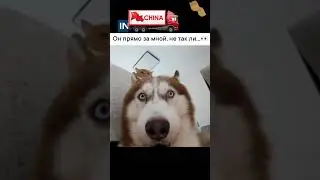 Смешные собаки #фулфилмент #карго #юмор #собака #милыеживотные #белаядоставка #insal #dog #хаски