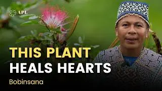 After Ayahuasca | Bobinsana and the Path to Emotional Healing