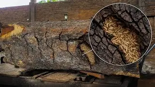 It's Unreasonable!! A piece of wood this big was split in such a terrible way that it almost hit!!