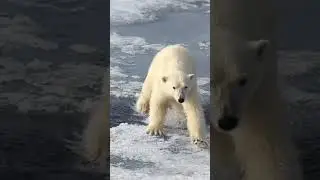 animal transformation//funniest animal transformation//videos funny#shorts #videoviral #animals
