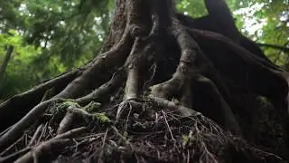 KERA - Texas Trees Foundation Promotional Video