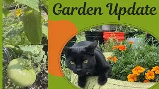 Garden Update - We have Tomatoes, Cucumber and a Curious Cat!