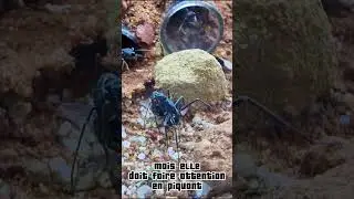 Myrmecia pyriformis &ccedil;a pique #fourmis #animals #antkeeping