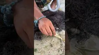 Amazing  Village fishing by traditional net trap #shorts