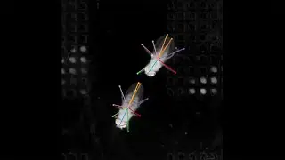 Princeton Innovation: AI-based motion capture for animals