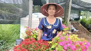 Hoa giấy thu lan Sa Đéc giao lưu Hoa giấy siêu bông bao ship toàn quốc lh  0775755989