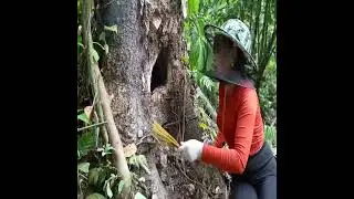 Jungle Honey Harvest Finding Wild Bee Nests