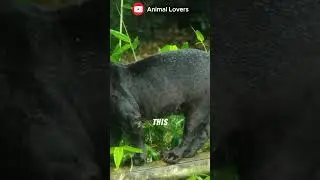 Tayra &ndash; The Great American Weasel That Laughs! #animallover #animalshorts #shorts #facts #animals